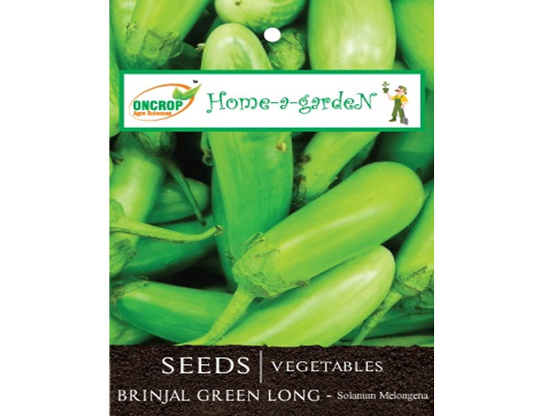 BRINJAL GREEN LONG