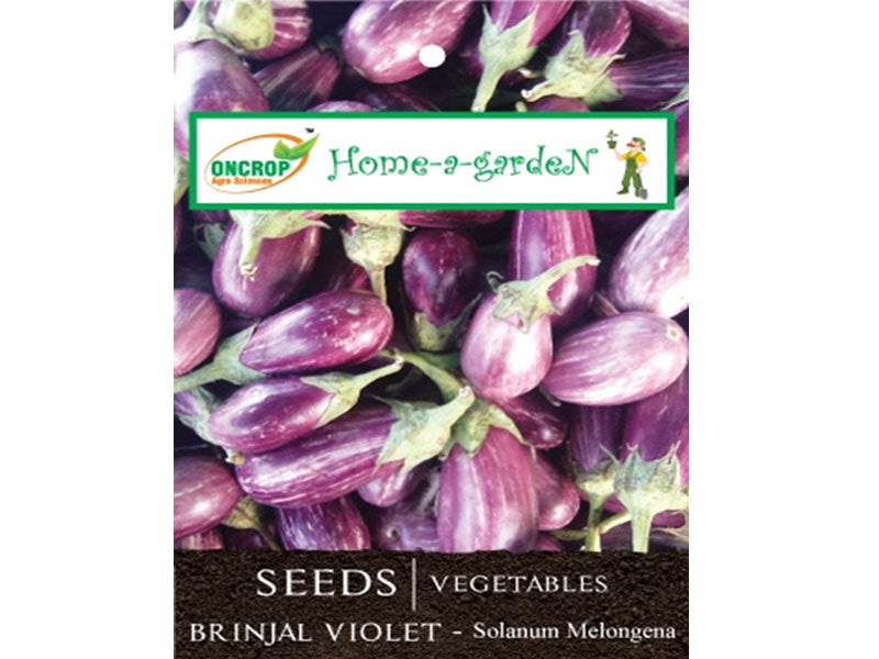 BRINJAL VIOLET