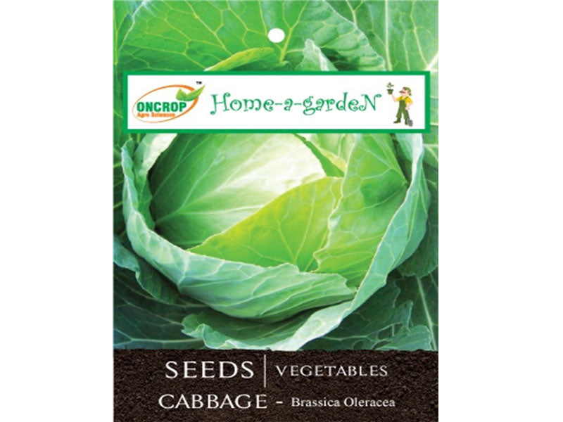 CABBAGE
