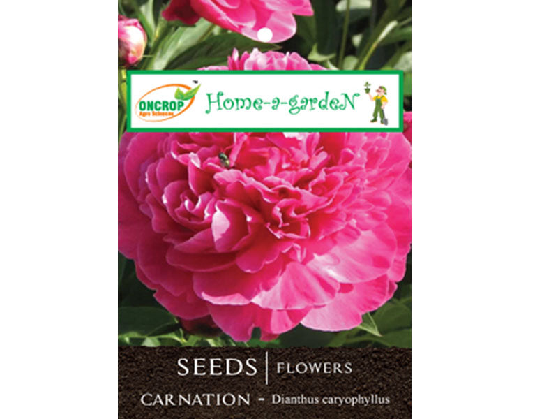 CARNATION