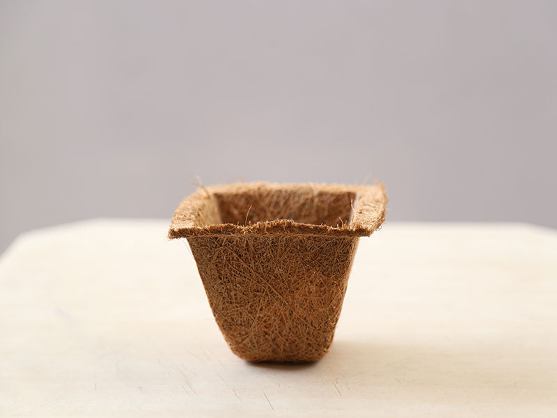 Coco Spanish Cup