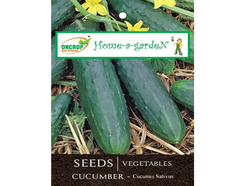 CUCUMBER