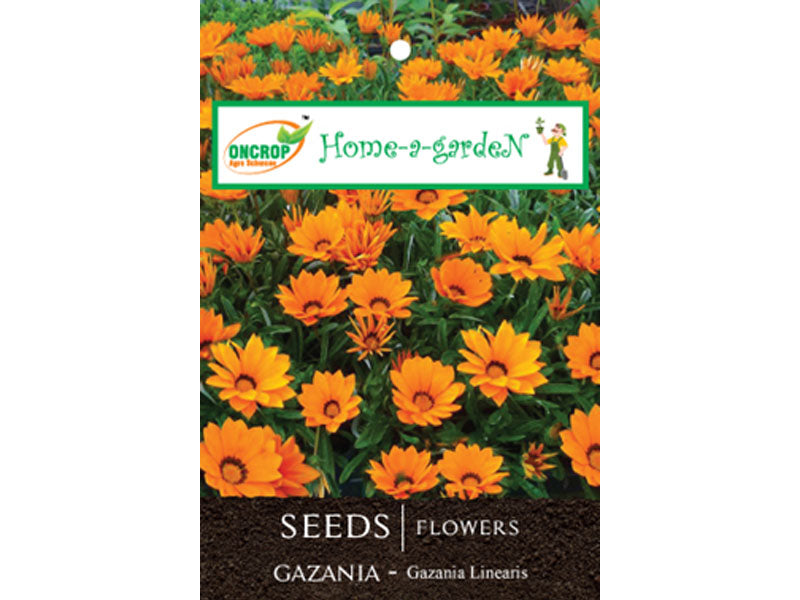 GAZANIA