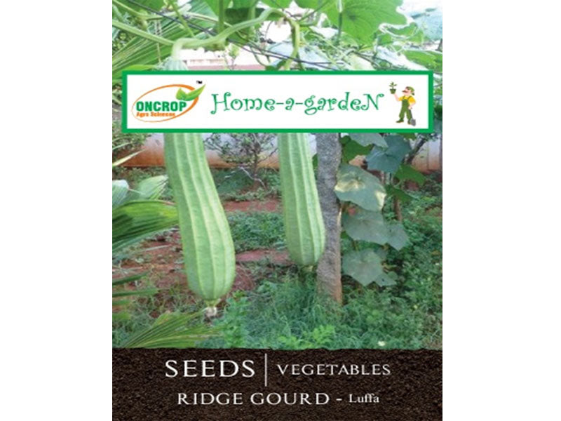 RIDGE GOURD