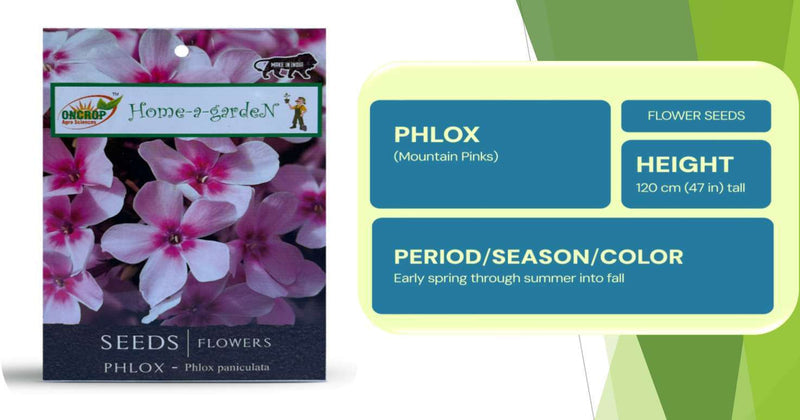 Phlox Seeds